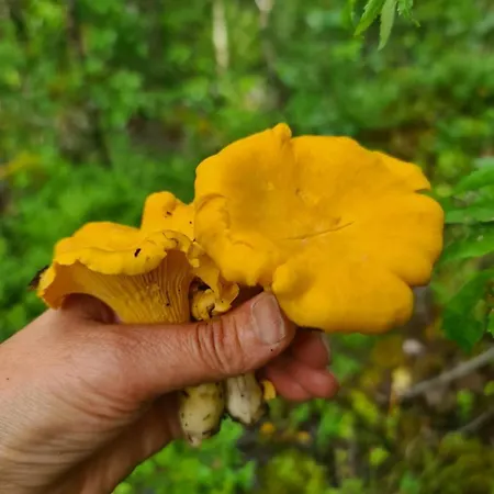 Paeivaerannantila *